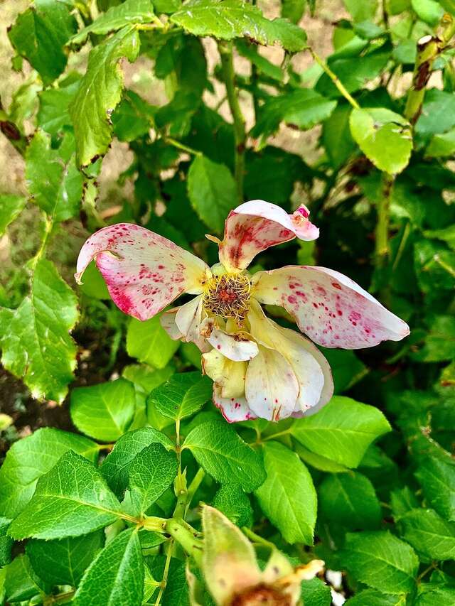 Гостиница Машук Аква-Терм Пятигорск-182